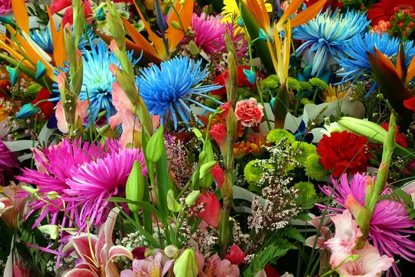 Karışık renkli çiçekler — Stok fotoğraf