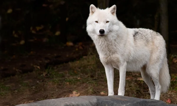 Арктический волк смотрит в камеру — стоковое фото