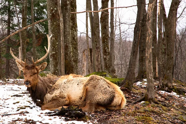 Wapiti descansando na neve derretida — Fotografia de Stock
