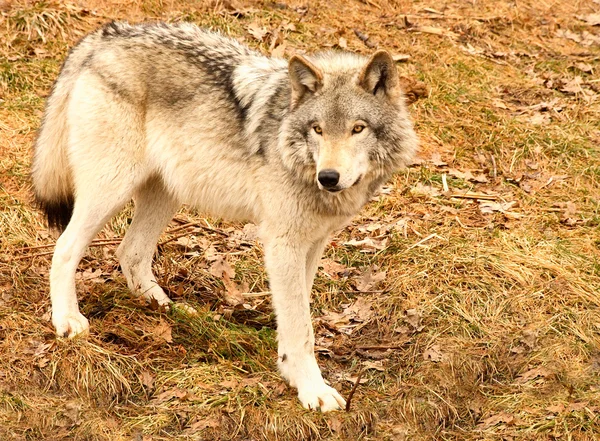 Lobo gris en un día de primavera — Foto de Stock