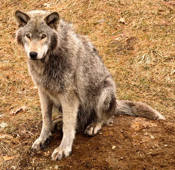 Grijze wolf op zoek naar jou — Stockfoto