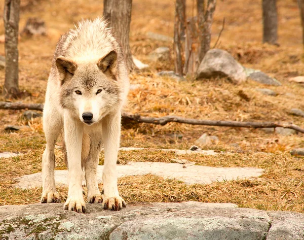 惊讶年轻的狼 — 图库照片
