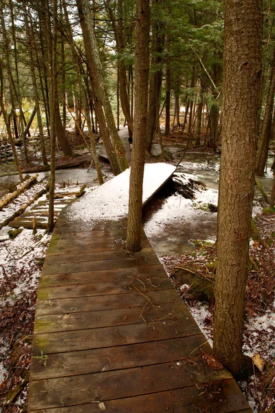 stock image Boardwalk in the Woods