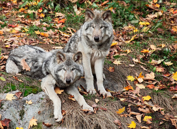 On a fall day two young gray wolves are looking at the camera.