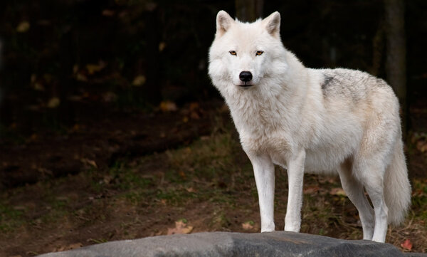Arctic Wolf Looking at the Camera Royalty Free Stock Images