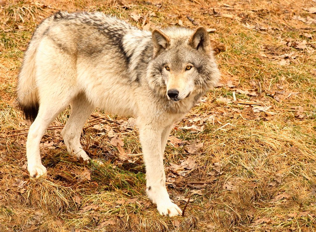 Gray Wolf on a Spring Day — Stock Photo © cybernesco #2396073