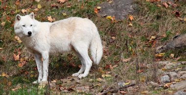 Arctic Wolf Looking Back on a Fall Day clipart