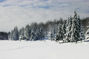 Deers Walking Across a Frozen Lake clipart