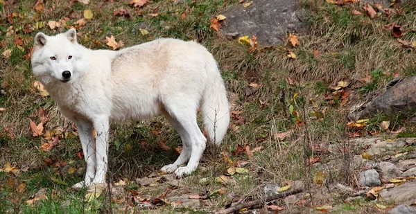 Arctic Wolf Looking Back on a Fall Day — Stockfoto