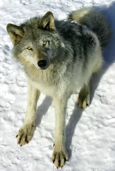 Στο χιόνι-γκρί-λύκος — Φωτογραφία Αρχείου