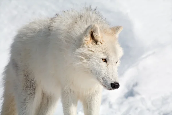 Lobo ártico en la nieve — Foto de Stock