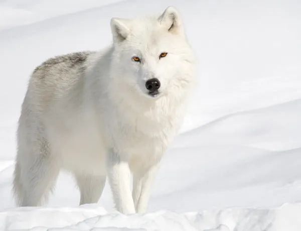 Arktischer Wolf im Schnee — Stockfoto