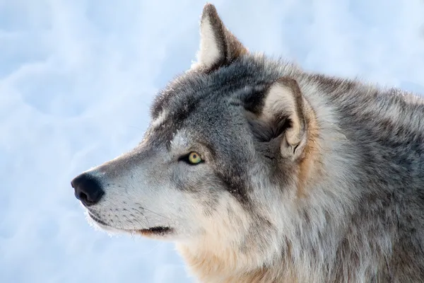 在冬天的灰太狼 — 图库照片