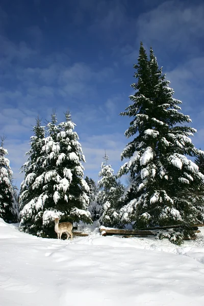 Brakkhjort i snøen – stockfoto