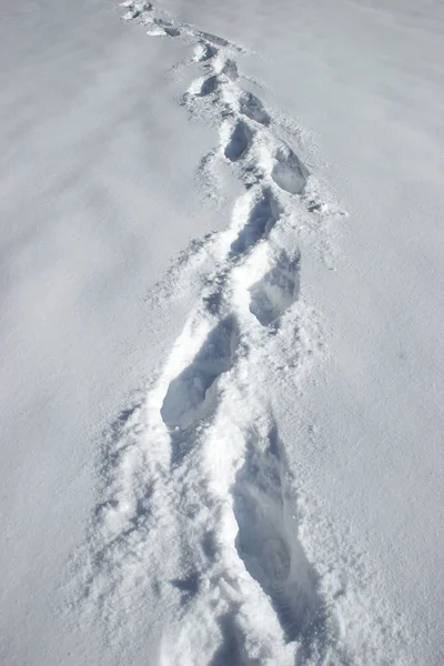 stock image Walking in the Snow