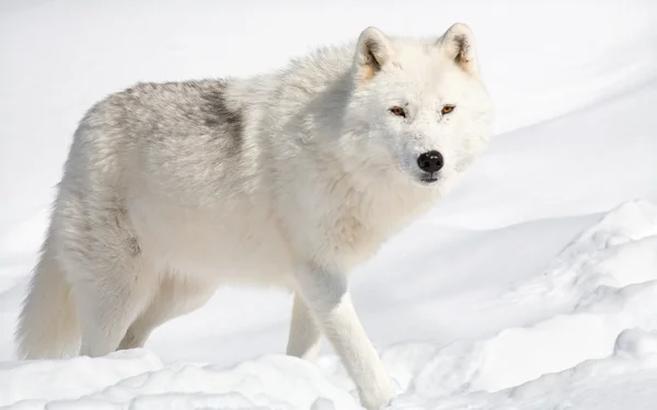 在雪中的北极狼 免版税图库图片