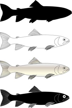 Trout fish clipart