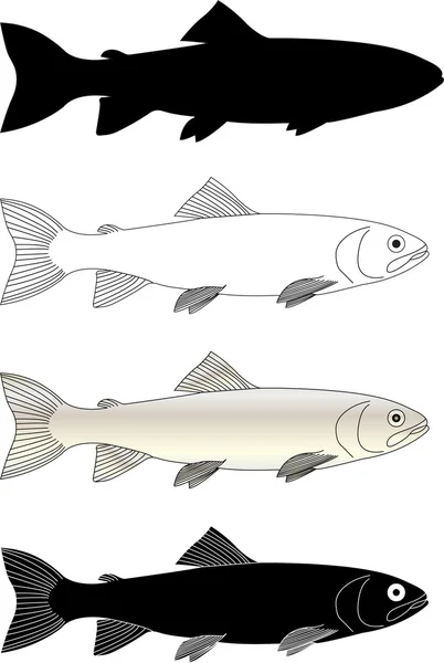 トラウト魚 — ストックベクタ