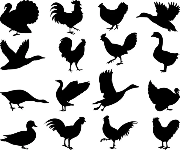 Poultry silhouettes — Stock Vector