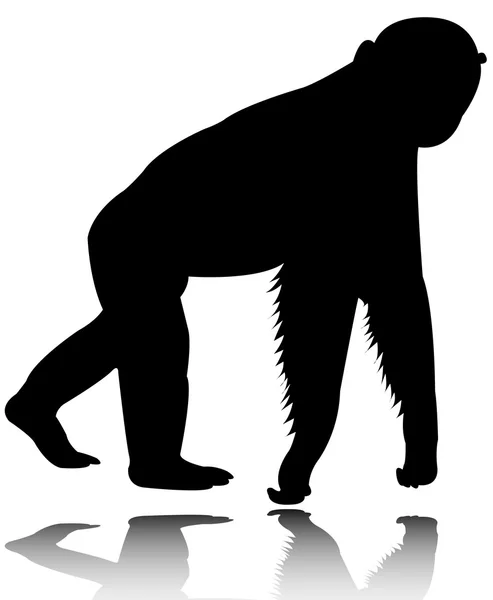 Силуэт шимпанзе - вектор — стоковый вектор
