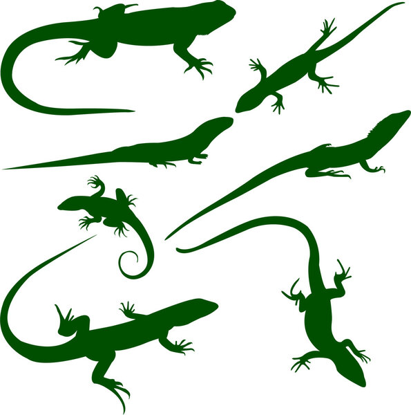Lizards silhouettes