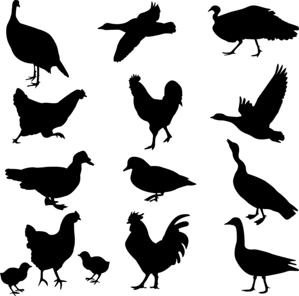 Colección de siluetas avícolas — Vector de stock