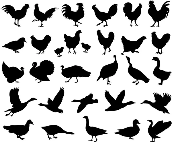 Poultry silhouettes collection — Stock Vector