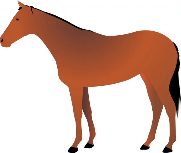 Pferdeillustration — Stockvektor