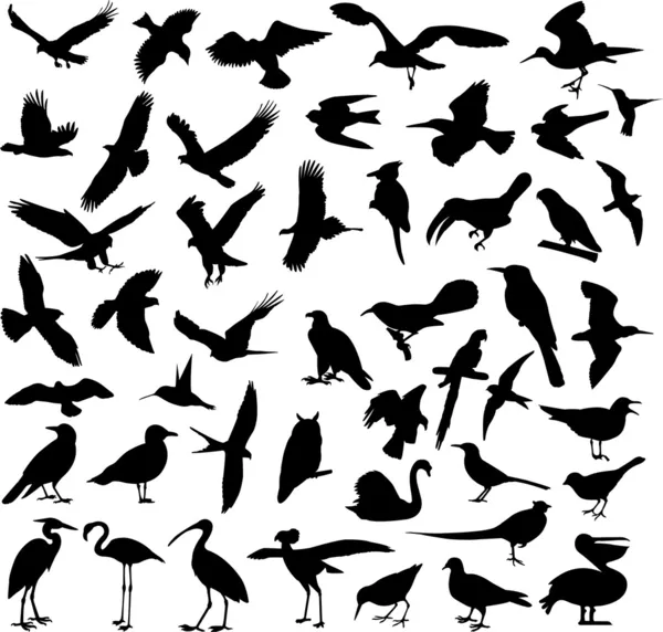 Velkou sbírku ptáků — Stockový vektor
