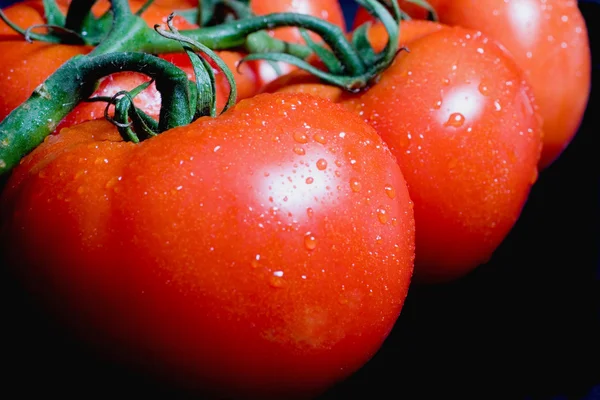 Wijnstokken rijpe tomaten — Stockfoto