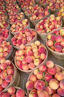 Bushels of Fresh Peaches clipart