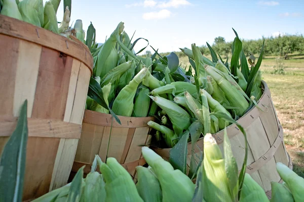 Fresh Picked Sweet Corn — Stock Photo, Image