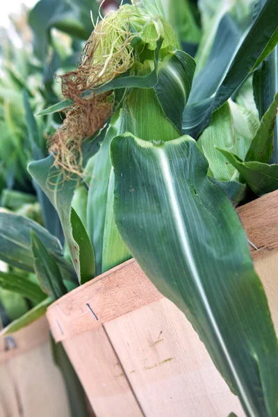 Frisch gepflückter Mais — Stockfoto