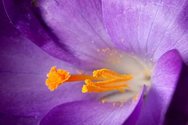 stock image Crocus Stigma