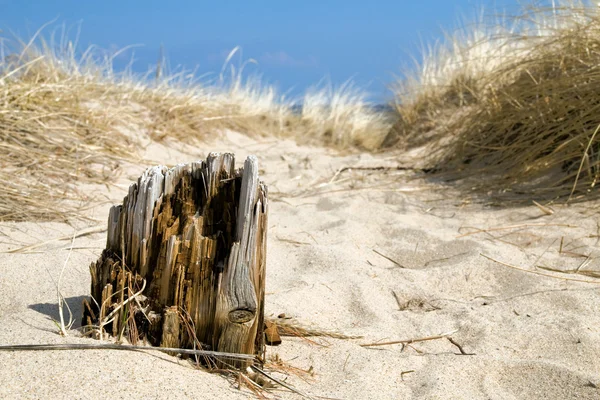 砂の木材 — ストック写真