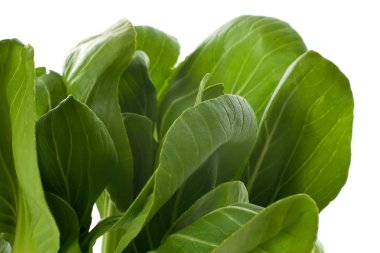 Baby Bok Choy Leaves clipart