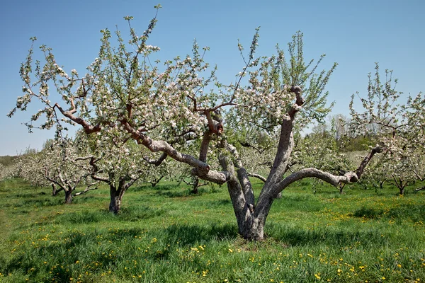 Árvore de maçã velha com flor — Fotografia de Stock