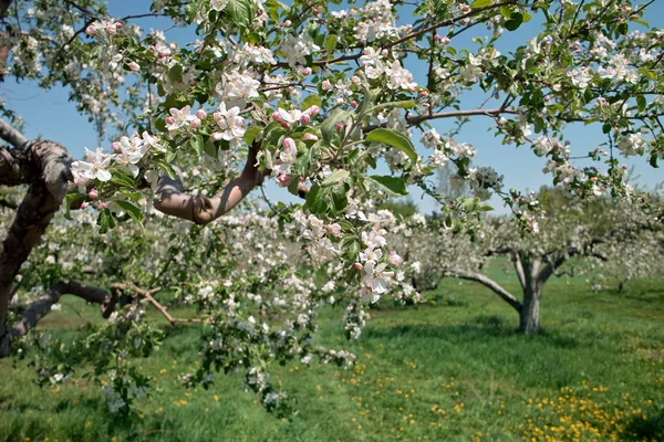 Flores de maçã no pomar — Fotografia de Stock