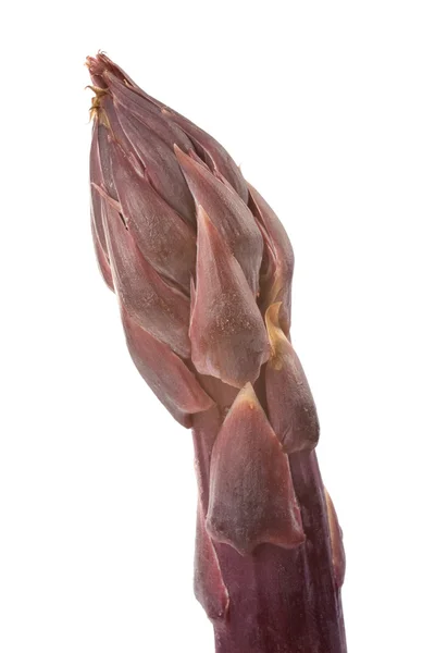 Paarse asperges tip — Stockfoto
