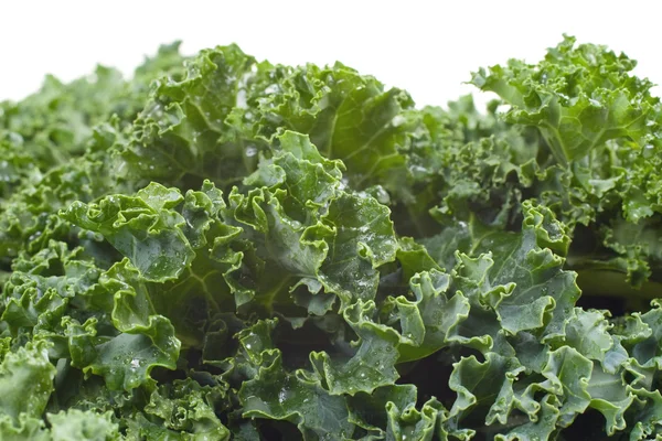 Kale molhado nutritivo — Fotografia de Stock
