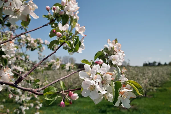 Apple цвітіння в районі Orchard Стокове Фото