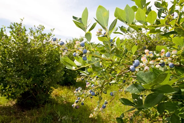 Blueberry Branch Stockfoto