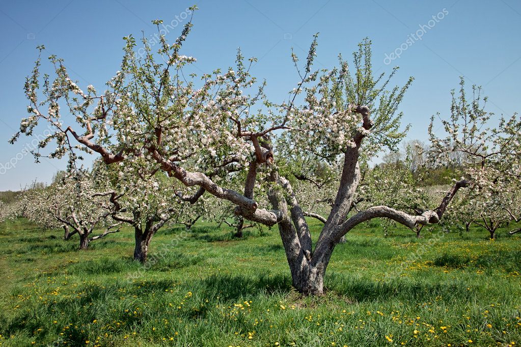 Old Apple Tree with Blossom — Stock Photo © jkunnen #2056725