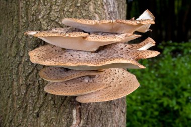 Tree Fungus clipart