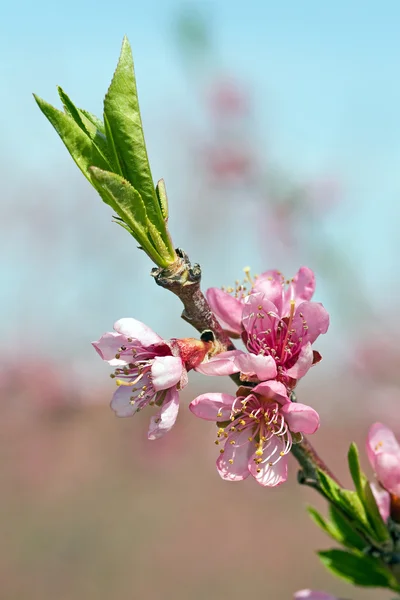 Flores de pêssego rosa — Fotografia de Stock