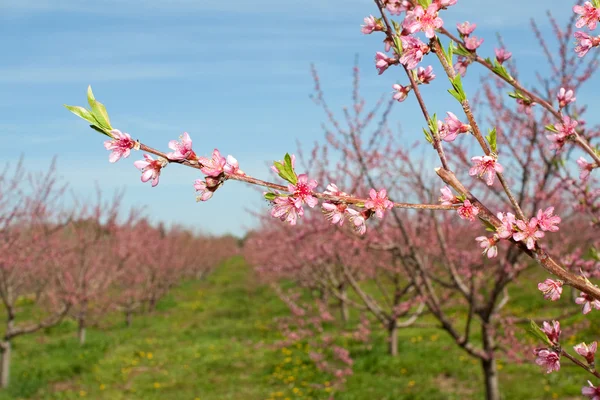 stock image Peach Blossoms