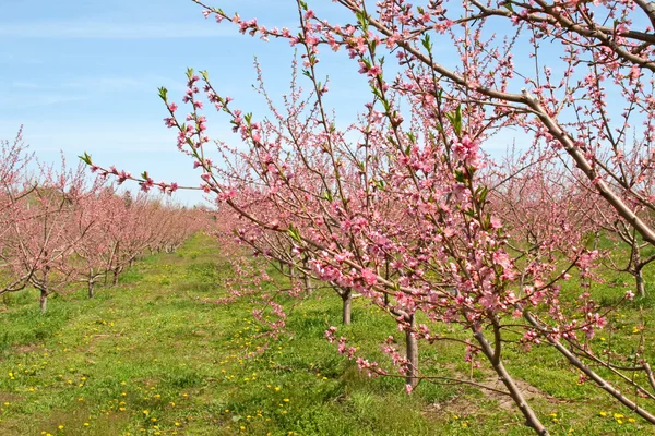 Peach Orchard in Pink Blossoms — Stockfoto