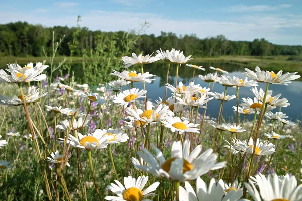 Wildblumen und Teich — Stockfoto