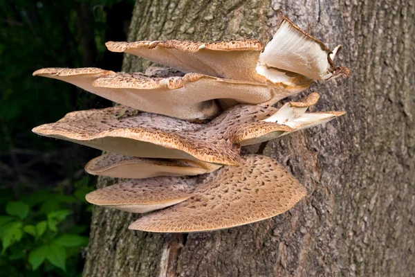 Деревний гриб Стокове Фото