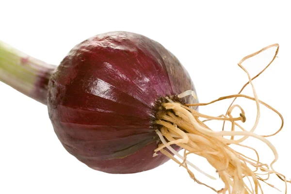 Small Red Onion — Stock Photo, Image